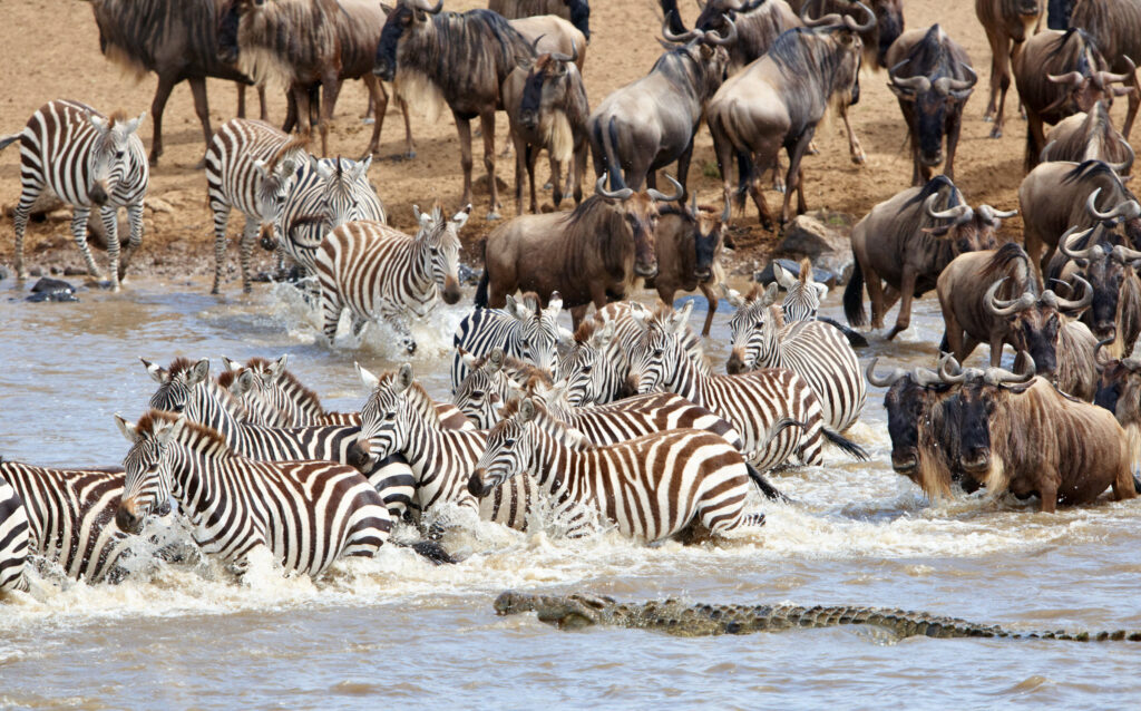 Herd of zebras (African Equids) and Blue Wildebeest (Connochaetes taurinus) crossing the river infested with crocodiles (Crocodylus niloticus) in nature reserve in South Africa
