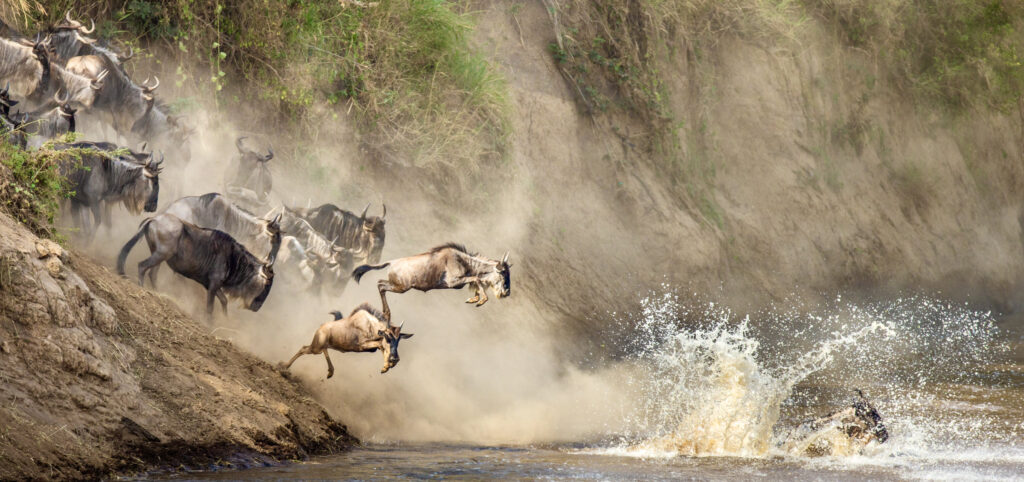Wildebeests are crossing  Mara river. Great Migration. Kenya. Tanzania. Maasai Mara National Park. An excellent illustration.