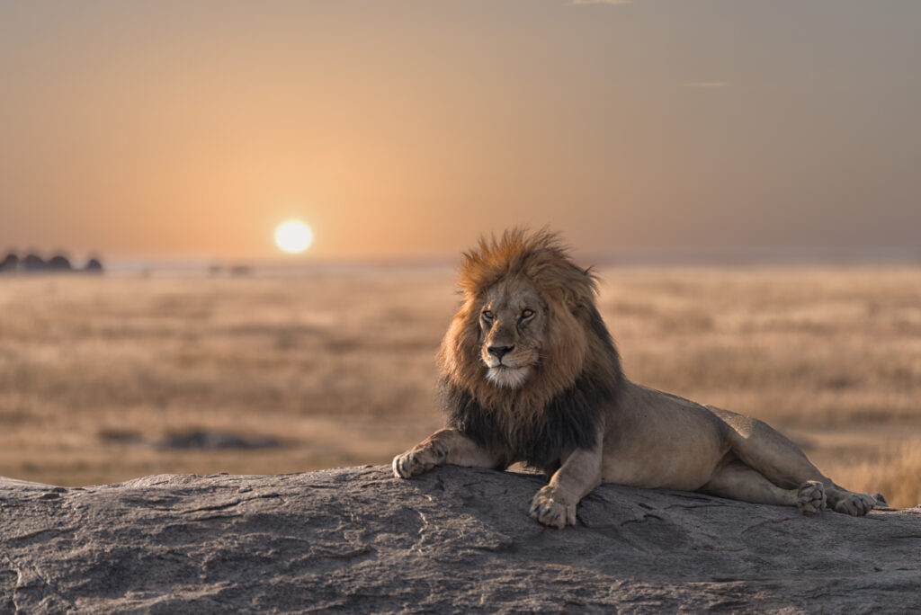 A,Male,Lion,Is,Sitting,On,The,Rock,,,Looking