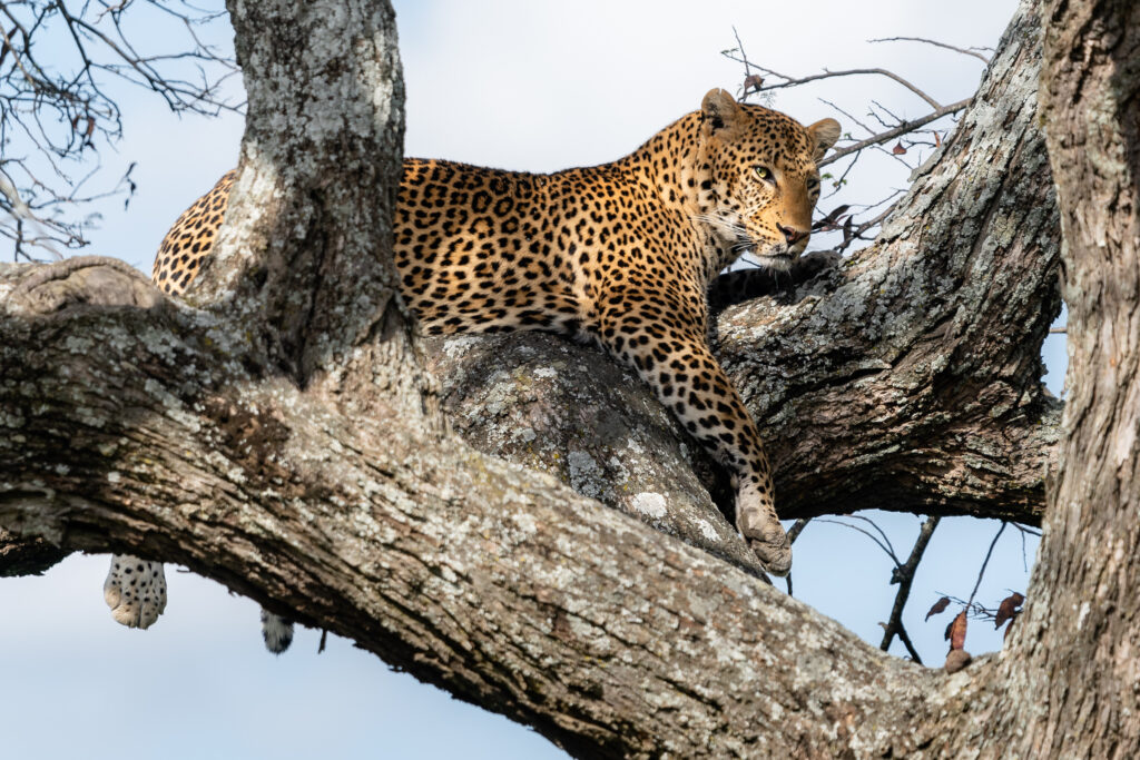 Leopard,Lying,On,A,Tree,In,Serengeti,National,Park,,Tanzania