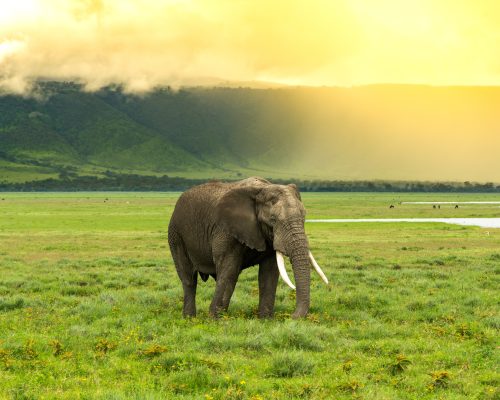 Elephant,Passing,With,The,High,Slope,Of,The,Ngorongoro,Crater