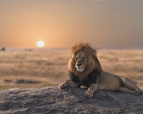 A,Male,Lion,Is,Sitting,On,The,Rock,,,Looking