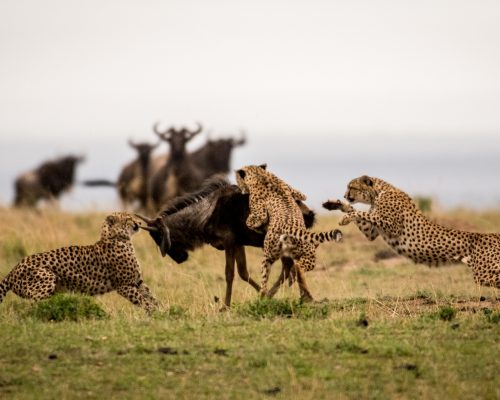 A,Group,Of,Cheetahs,Attacking,A,Wildebeest