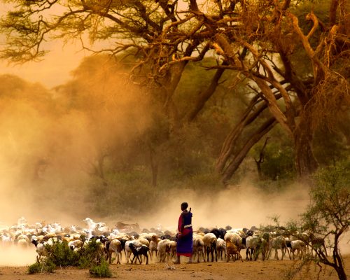 Shepherd,Leading,A,Flock,Of,Goats
