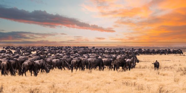 A,Migration,Of,Wildebeest,In,Serengeti,National,Park,tanzania